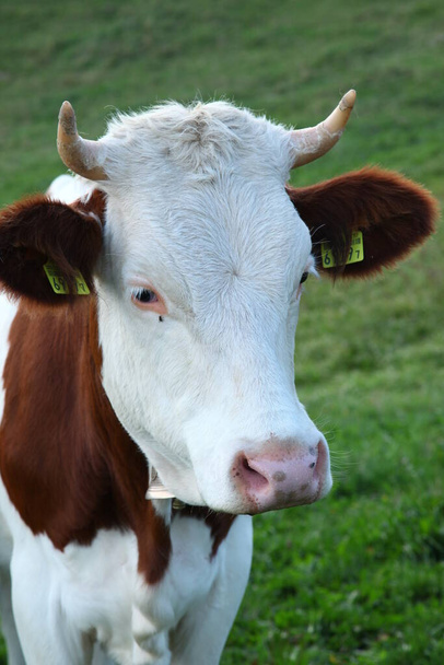 Vacas en campos de Suiza - Foto, imagen