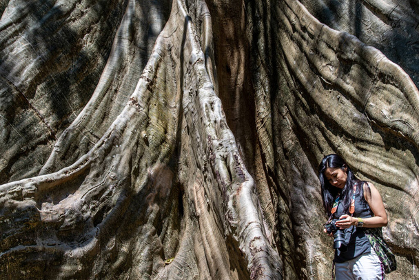 "Молодая женщина с плечевой сумкой и смотреть фотографии, сделанные с камеры, сравнение размеров между человеком и гигантским большим деревом в Пан Санам провинции Утай Тани, Таиланд." - Фото, изображение