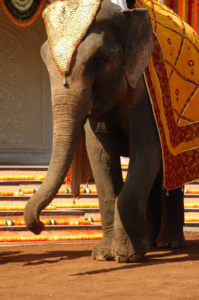 Elefant zeigt Indien - Foto, Bild