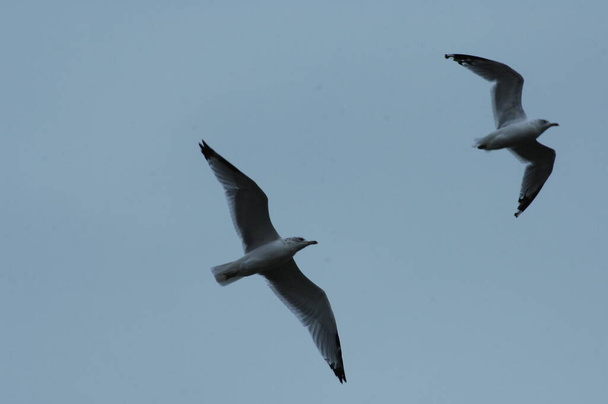 Witte Duif vliegend in de lucht - Foto, afbeelding