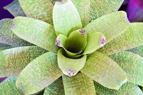 renkli yeşillik bromeliad tesisi - Fotoğraf, Görsel