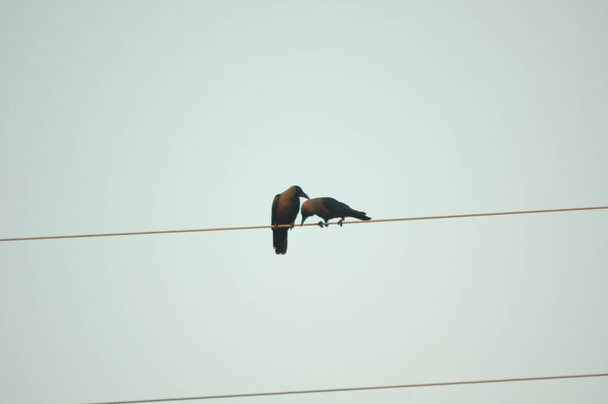Pták indické vrány v přírodě - Fotografie, Obrázek