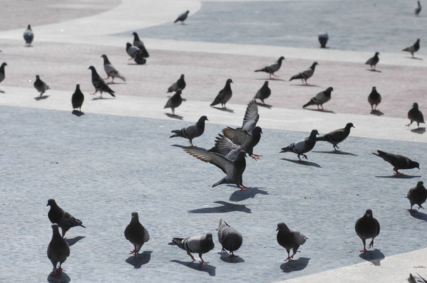 Meydanda Beslenen Güvercinler - Fotoğraf, Görsel