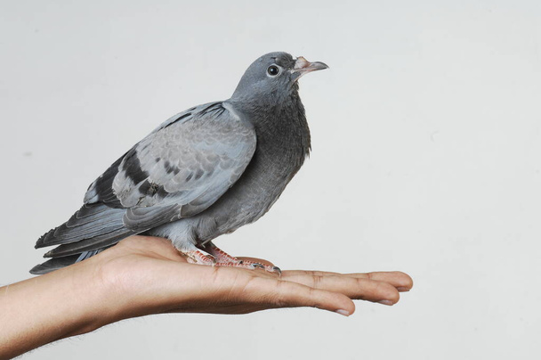 duif in een hand - Foto, afbeelding