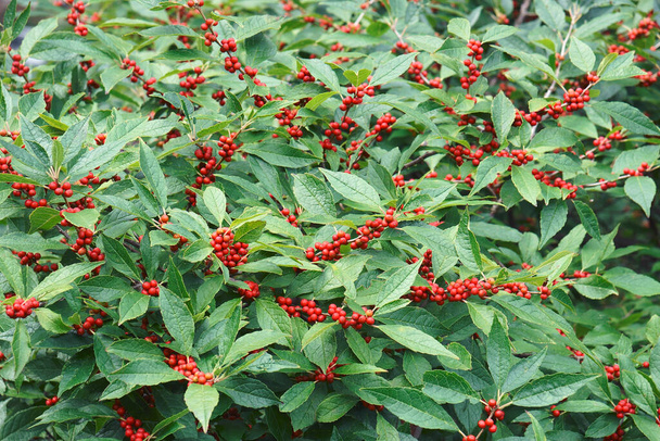 "Winterberry Holly shrub ffruits and foliage" - Photo, Image