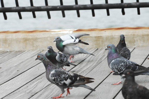 Tauben fressen auf dem Platz - Foto, Bild