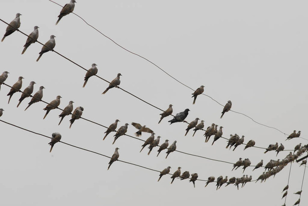 Taube auf dem Stromkabel - Foto, Bild