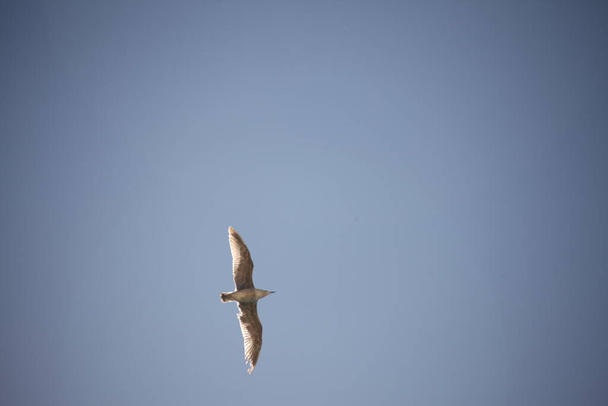 Білий Голуб летить у небі - Фото, зображення
