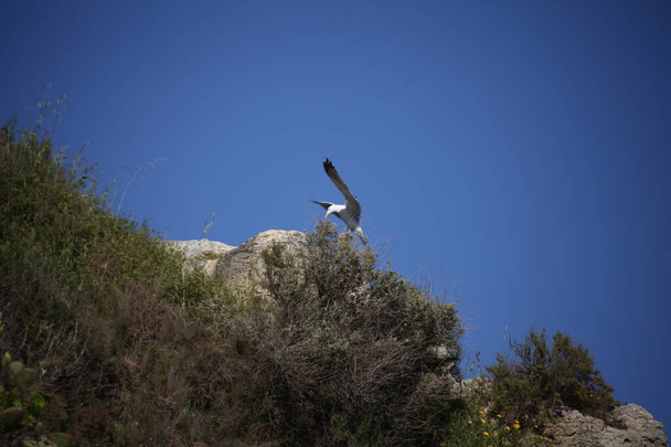 Bílý holub na kopci - Fotografie, Obrázek