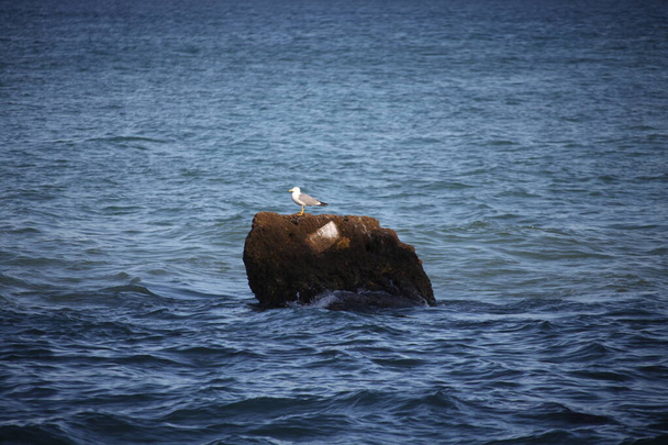 Fehér galamb a kövön - Fotó, kép