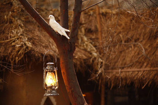 paloma blanca en el árbol - Foto, Imagen