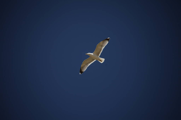 Weiße Taube fliegt am Himmel - Foto, Bild