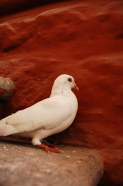 Крупный план белого голубя  - Фото, изображение