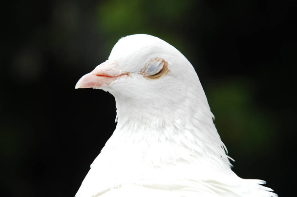 közelkép egy fehér galamb  - Fotó, kép