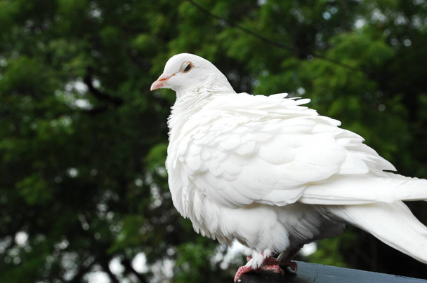 closeup of a White Pigeon  - Photo, Image