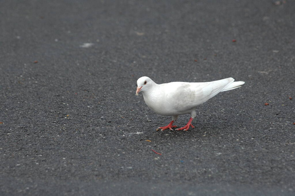 closeup of a White Pigeon  - Photo, Image