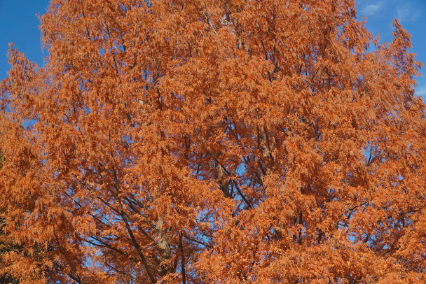 National Dawn redwood trees in autumn. - Photo, Image