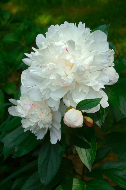 Hermoso macroplano de flor de peonía - Foto, Imagen