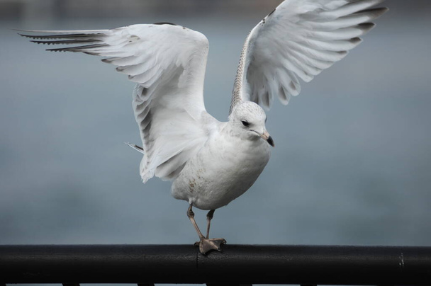 closeup of a White Pigeon - Photo, Image