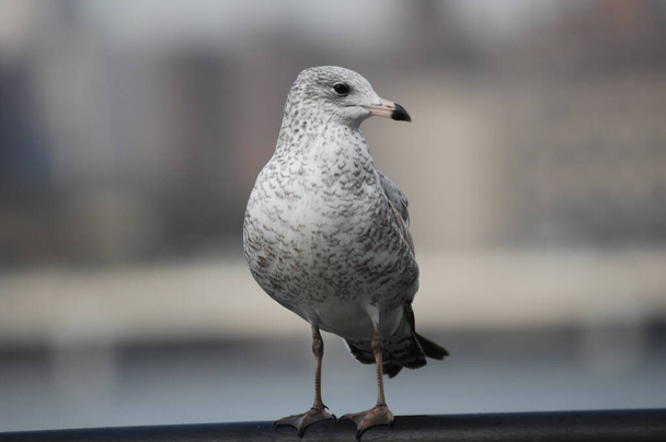 closeup of a White Pigeon - Photo, Image