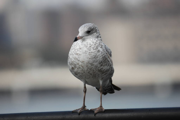 白い鳩のクローズアップ - 写真・画像