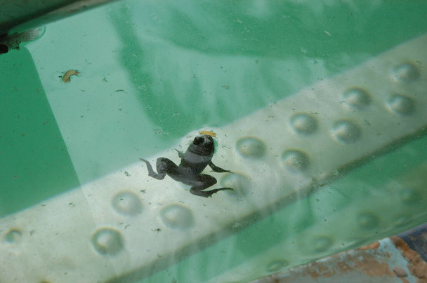 żaba w wodzie - Zdjęcie, obraz