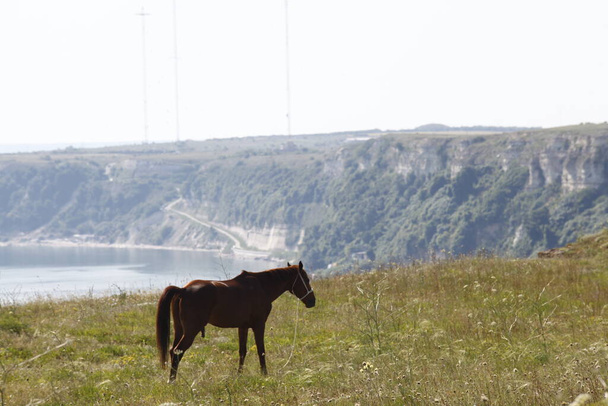 Koń w krainie trawy - Zdjęcie, obraz