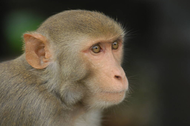 インドの猿の閉鎖 - 写真・画像