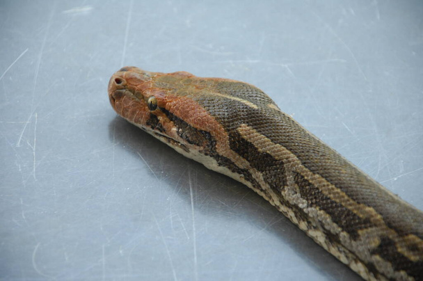 close-up schot van een Indiase python - Foto, afbeelding