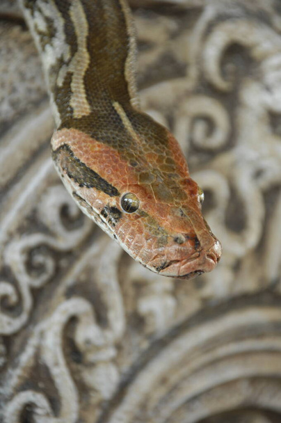 Lähemmäs ammuttu intialainen python - Valokuva, kuva