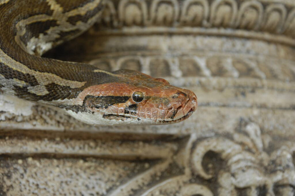Closeup Tiro de um Python indiano - Foto, Imagem