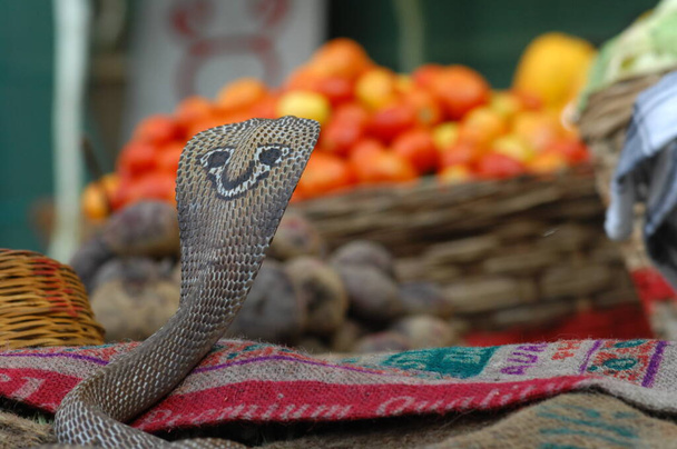 close-up de Snake Cobra - Foto, Imagem
