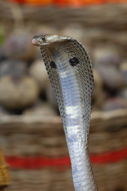 zbliżenie Snake Cobra - Zdjęcie, obraz