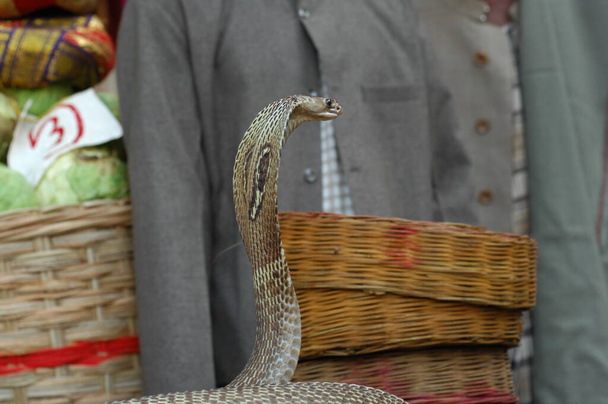 Rei Cobra Serpente Índia - Foto, Imagem