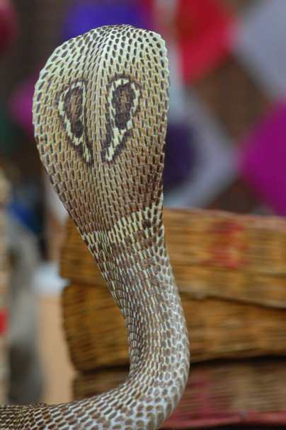 primer plano de la serpiente Cobra - Foto, imagen