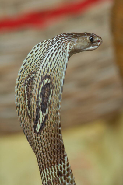 closeup of Snake Cobra - Photo, Image