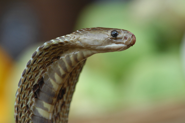 primer plano de la serpiente Cobra - Foto, Imagen