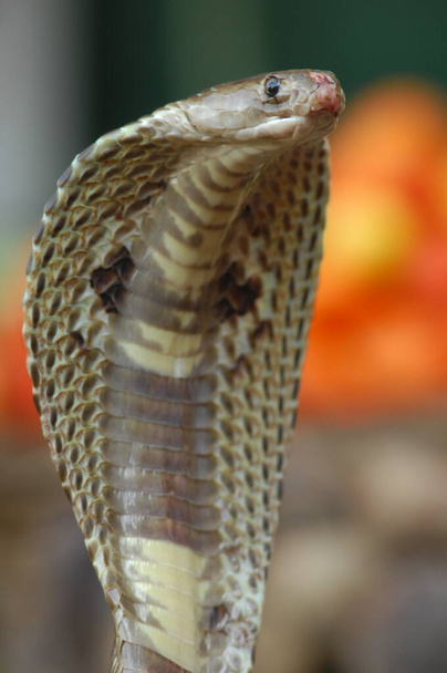closeup of Snake Cobra - Photo, Image
