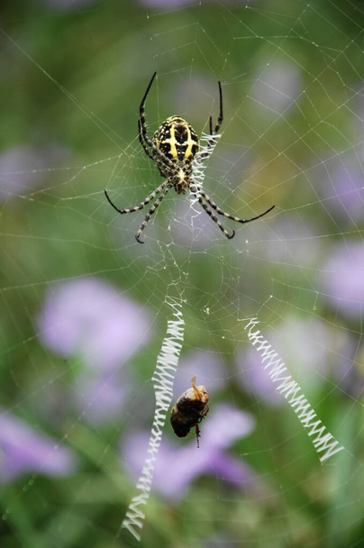 Örümcek 'in makro görüntüsü - Fotoğraf, Görsel