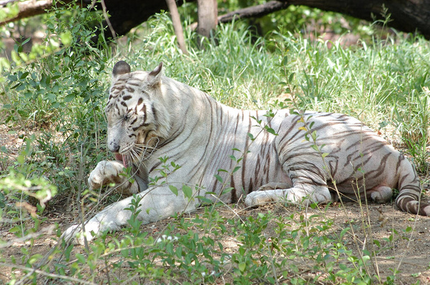 white tiger in the forest of the zoo - Foto, Imagen