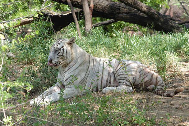 weißer Tiger im Wald des Zoos - Foto, Bild