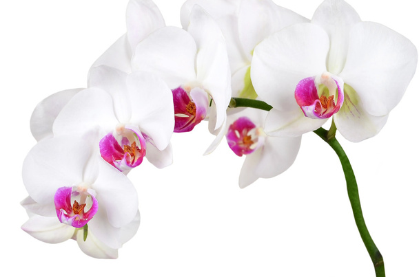Valkoinen orkideankukka
 - Valokuva, kuva