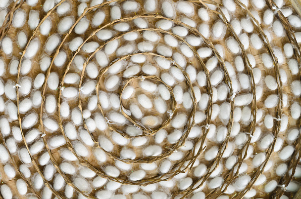 cocons de vers à soie dans des nids blancs - Photo, image