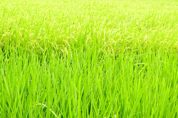 Arroz paddy verde na Tailândia
 - Foto, Imagem