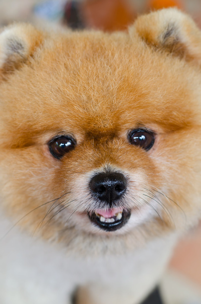 Pomeranian κουτάβι - Φωτογραφία, εικόνα