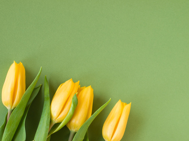 tulipanes amarillos - Foto, imagen