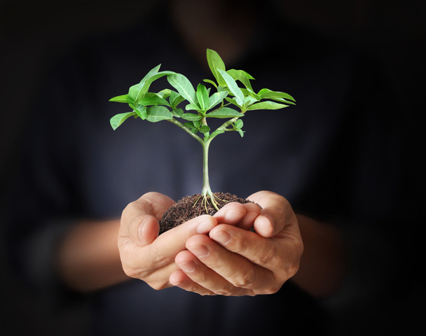 рука людини тримає рослину
 - Фото, зображення
