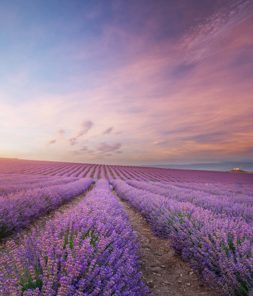 Meadow of lavender at morning light. Nature composition. - Φωτογραφία, εικόνα