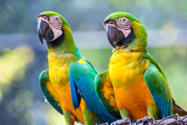 Porträt von Ara-Vögeln im Zoo - Foto, Bild