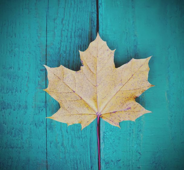 close up of Yellow maple leaf - Φωτογραφία, εικόνα